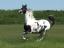 Special Effect(Texas Arab Horse)