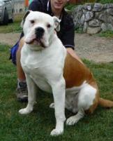 Americký buldog