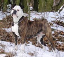 Americký buldog