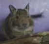 Osmák degu Osmák degu
