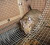 Na co dát pozor při chovu osmáka degu Na co dát pozor při chovu osmáka degu