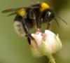 Včelstvo - díl druhý