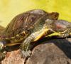 Jak rozmnožit vodní želvy