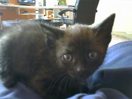 Miky
