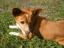 Puppy