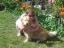 Buddy