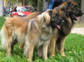 Franciss Bess a Fram Ensson Bohemia