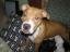 Belina