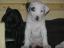 Belina