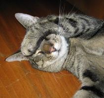 Tom Tom