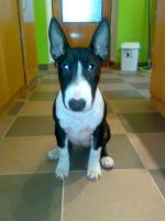 Nikita