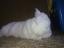 Jessina