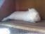 Jessina