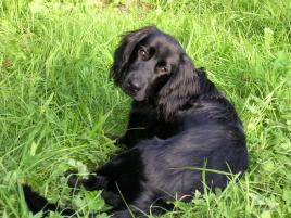 Monty 