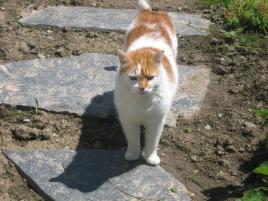 Mikešek Mikešek
