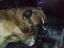 Oliver alias Olda
