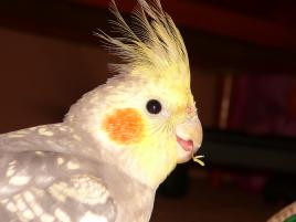 Albert..ka Albert..ka