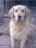 Buddy
