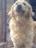Buddy
