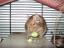 osmáci degu
