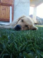 Sindy