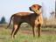 Izzie