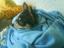 gerri