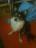 gerri
