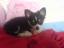 gerri