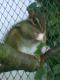 Chip a Dale