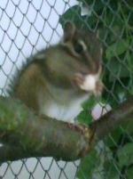Chip a Dale