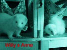 Willy