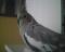 Filip