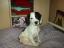 Benji