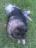 Betka