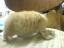 ♥ღ Macek :3  ღ♥