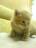♥ღ Macek :3  ღ♥