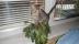 Bromeliaro of beyrouth