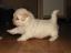 Bastien
