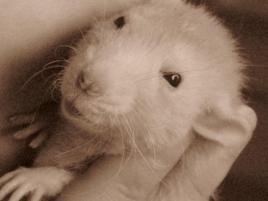 Lola