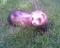 Filip