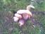 Filip