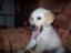 Brinkley