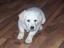 Brinkley