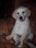 Brinkley