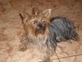 Nessi