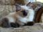 Bastien