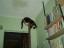 Micinka