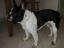 Willi