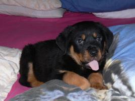 Marley